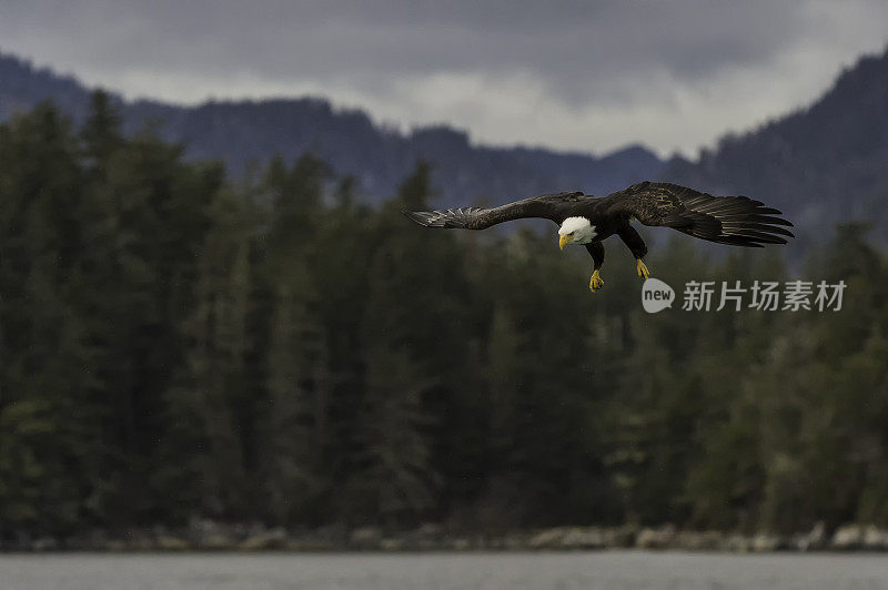 秃鹰(Haliaeetus leucocephalus，是一种食肉鸟，发现在阿拉斯加，以鲱鱼在水里。锡特卡的声音,阿拉斯加。